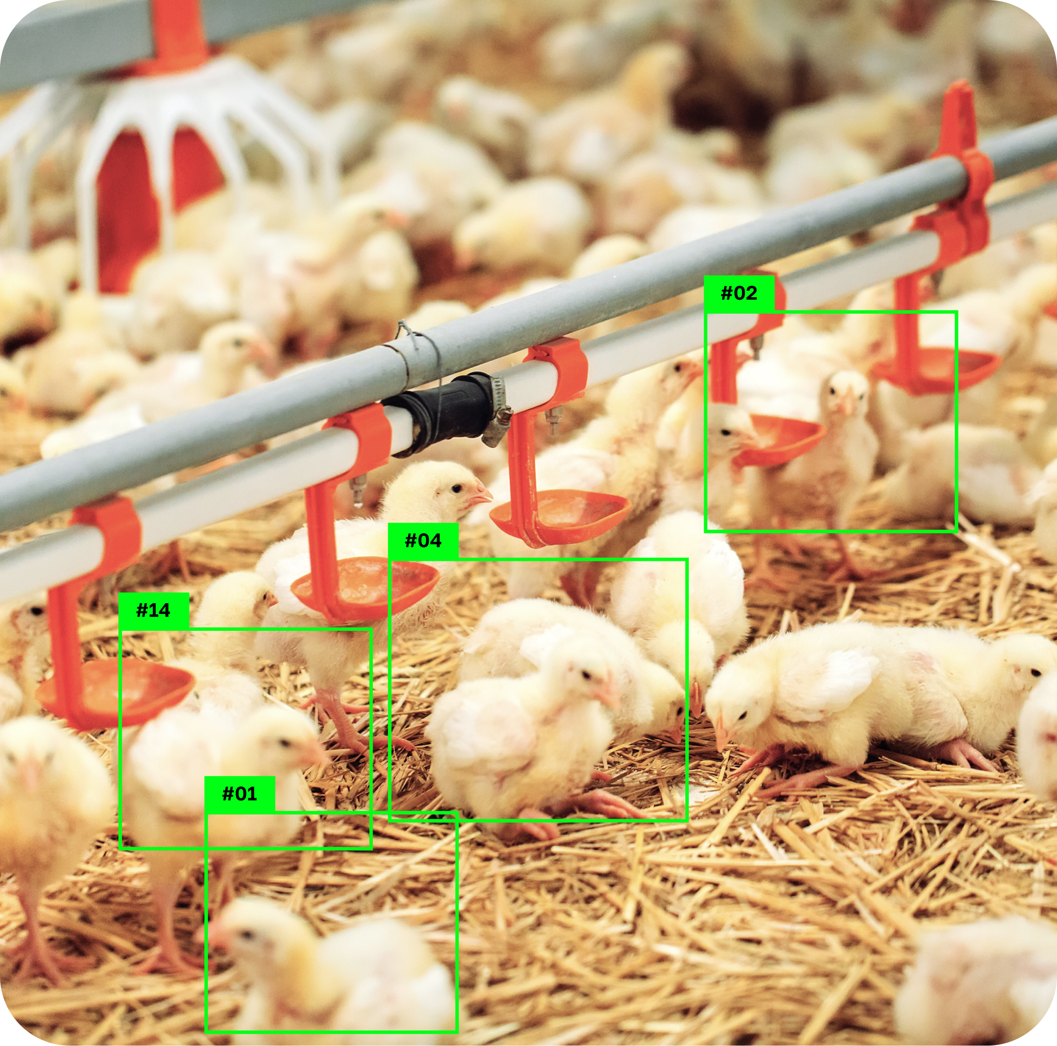 Image for the article AI in Agriculture: Unlock AI Agriculture Strategies for Smarter Farms: Visualization of AI detection process